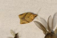Clepsis consimilana
