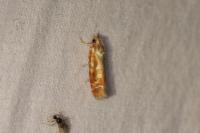 Rhyacionia buoliana