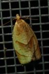 Clepsis rurinana