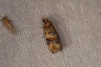 Lobesia botrana