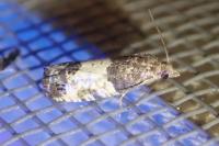 Spilonota ocellana