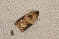 Acleris