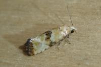 Eupoecilia angustana