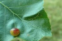 Phyllonorycter maestingella