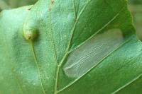 Phyllonorycter maestingella