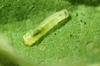 Phyllonorycter maestingella