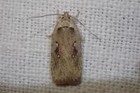 Agonopterix ocellana