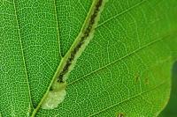 Stigmella hemargyrella