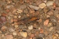 Stomopteryx basalis
