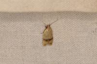 Odites kollarella