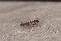 Euspilapteryx auroguttella