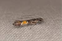 Cosmopterix crassicervicella