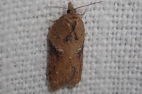 Acleris hastiana