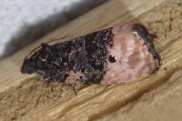 Metendothenia atropunctana