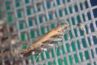 Aristotelia ericinella