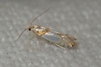 Phyllonorycter roboris