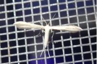 Adaina microdactyla
