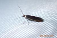 Coleophora