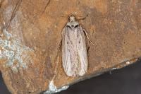 Depressaria gallicella