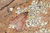 Levipalpus hepatariella