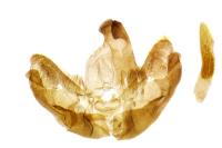 Levipalpus hepatariella