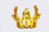 Olethreutes scoriana