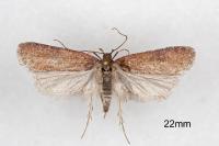 Levipalpus hepatariella