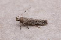 Scrobipalpa samadensis