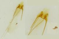Scrobipalpa samadensis