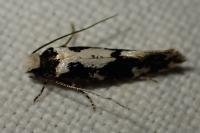 Neurothaumasia ankerella