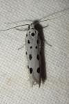 Ethmia dodecea
