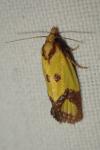 Agapeta zoegana
