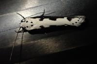Ethmia quadrillella