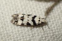 Pseudotelphusa scalella