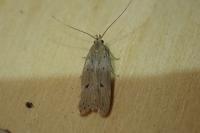 Acompsia antirrhinella/tripunctella