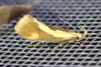 Harpella forficella