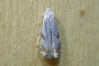 Pseudopostega crepusculella