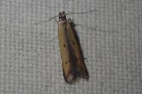 Mesophleps trinotella