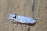 Leucoptera sinuella