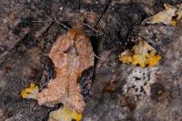 Acleris
