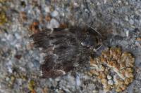 Anthophila fabriciana