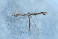 Amblyptilia acanthadactyla