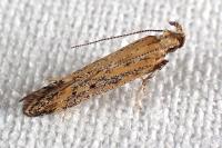 Metzneria hilarella