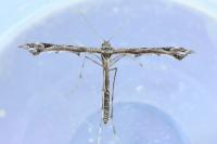 Amblyptilia acanthadactyla