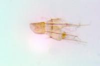 Metzneria hilarella