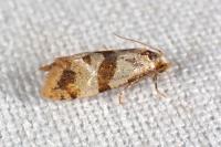 Phalonidia contractana