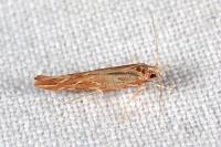 Pyroderces argyrogrammos