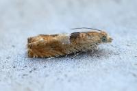 Epinotia tenerana