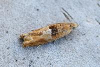 Epinotia tenerana