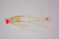 Teleiopsis diffinis